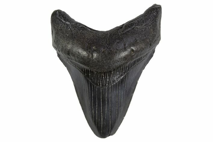 Fossil Megalodon Tooth - South Carolina #306249
